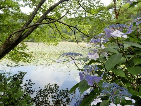 極楽寺山 蛇の池のほとりで 山野草 植物めぐり