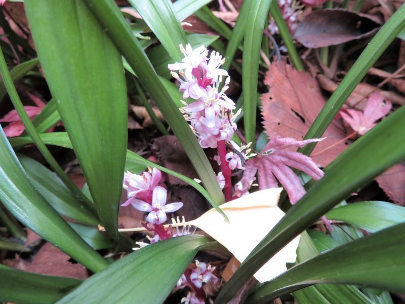 キチジョウソウ 吉祥草 の花と実 山野草 植物めぐり