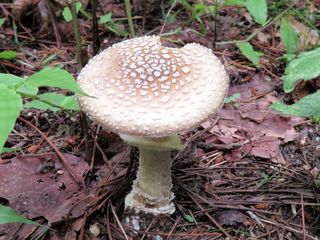 キノコ類 山野草 植物めぐり