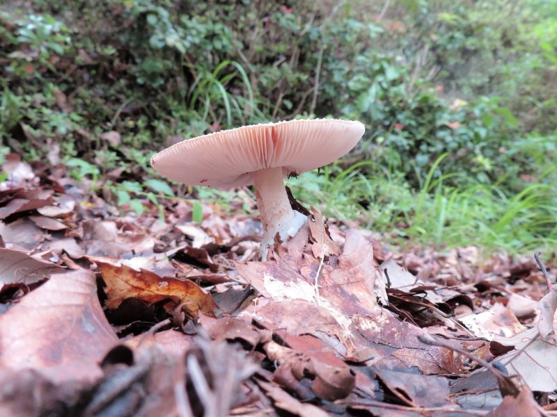 キノコーその３ 極楽寺山で見かけたキノコ 山野草 植物めぐり