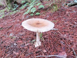 キノコ類 山野草 植物めぐり