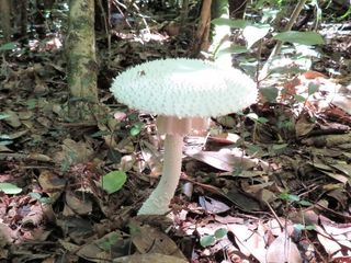 キノコ類 山野草 植物めぐり