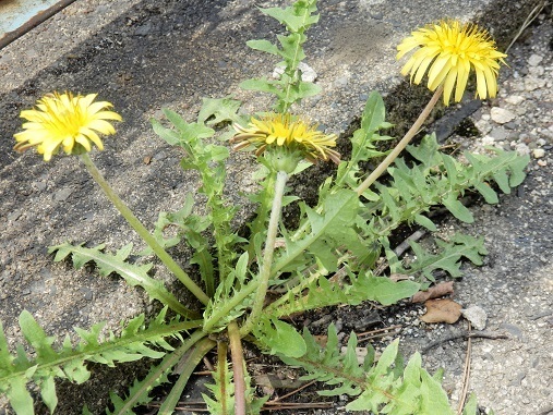タンポポいろいろ: 山野草、植物めぐり