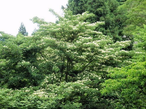 白い木の花 山野草 植物めぐり