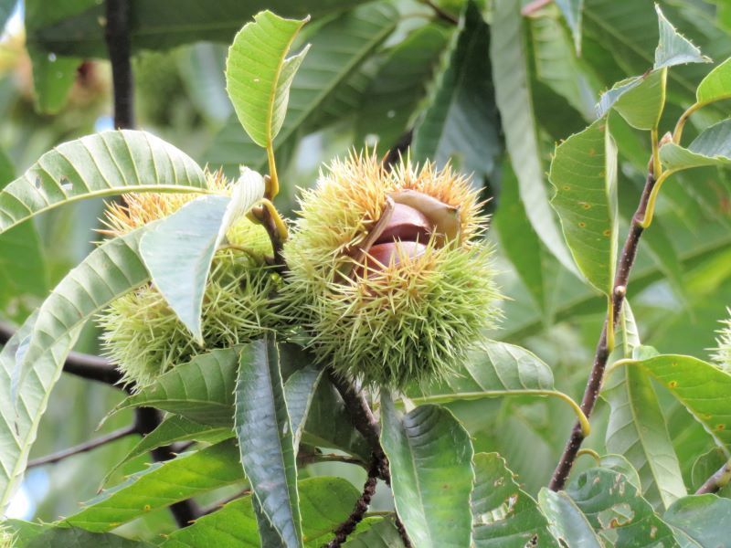 いろいろなドングリ 団栗 ーその３ クリ トチノキ ブナ ケヤキ 山野草 植物めぐり