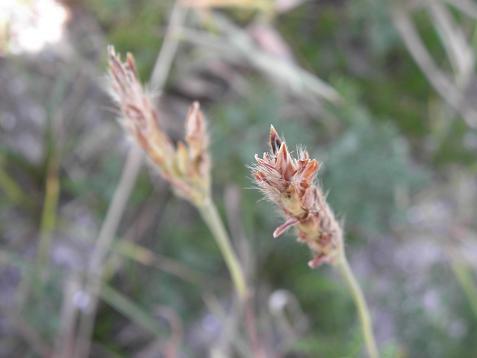 浜辺の植物ー９（オカルガヤ、ケカモノハシ、ヒトモトススキ、ゴボウムギ）: 山野草、植物めぐり