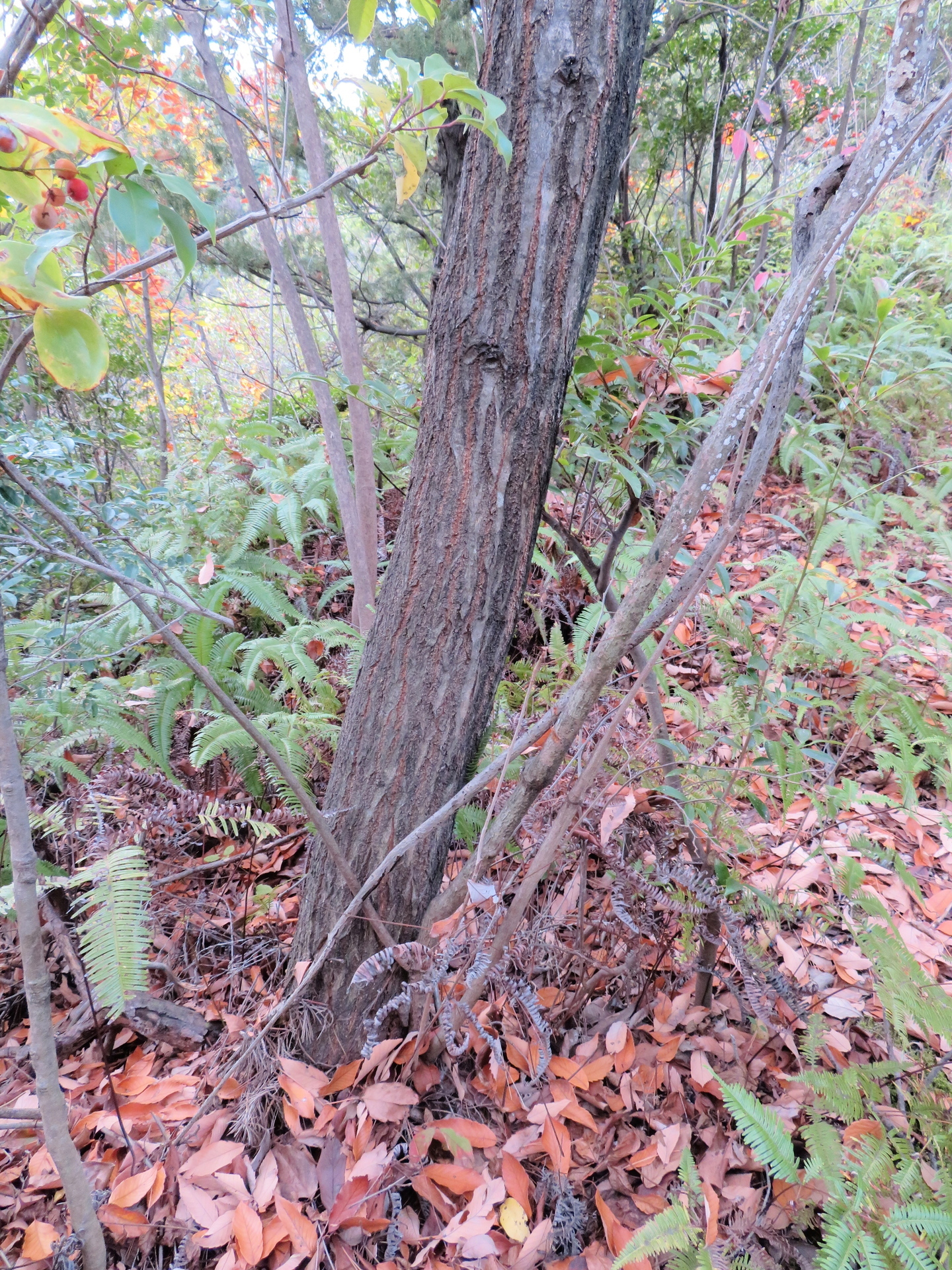 いろいろな樹皮ーその３ 樹皮が深く浅く縦に割れる木 山野草 植物めぐり