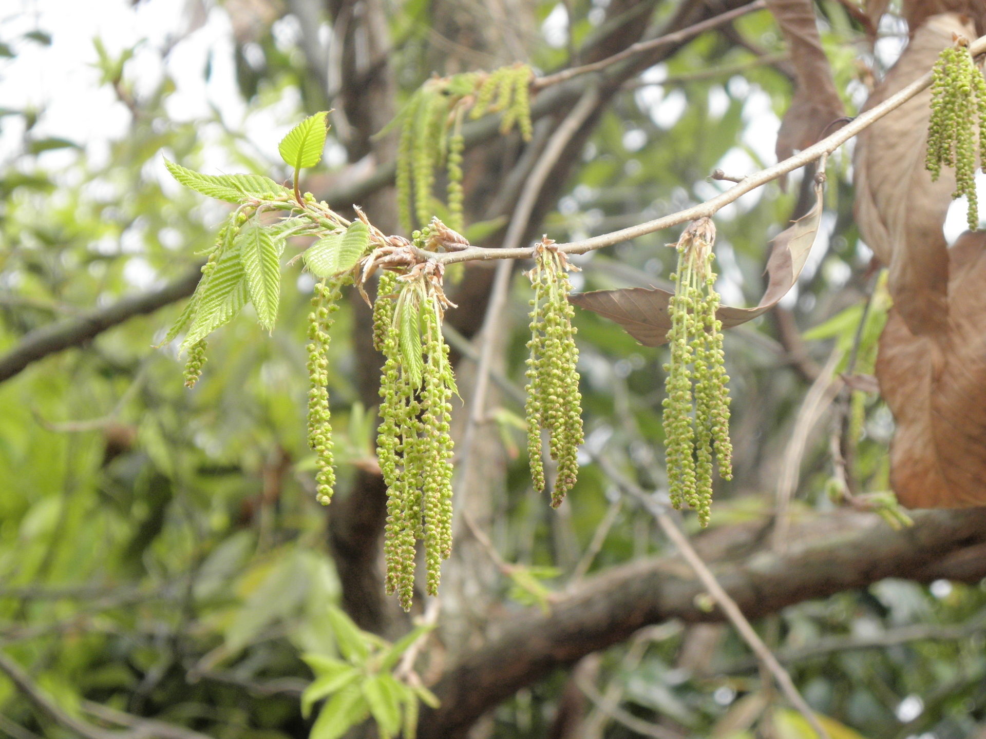 続 ４月の木の花 コナラ クヌギ シラカシ トウカエデ 山野草 植物めぐり