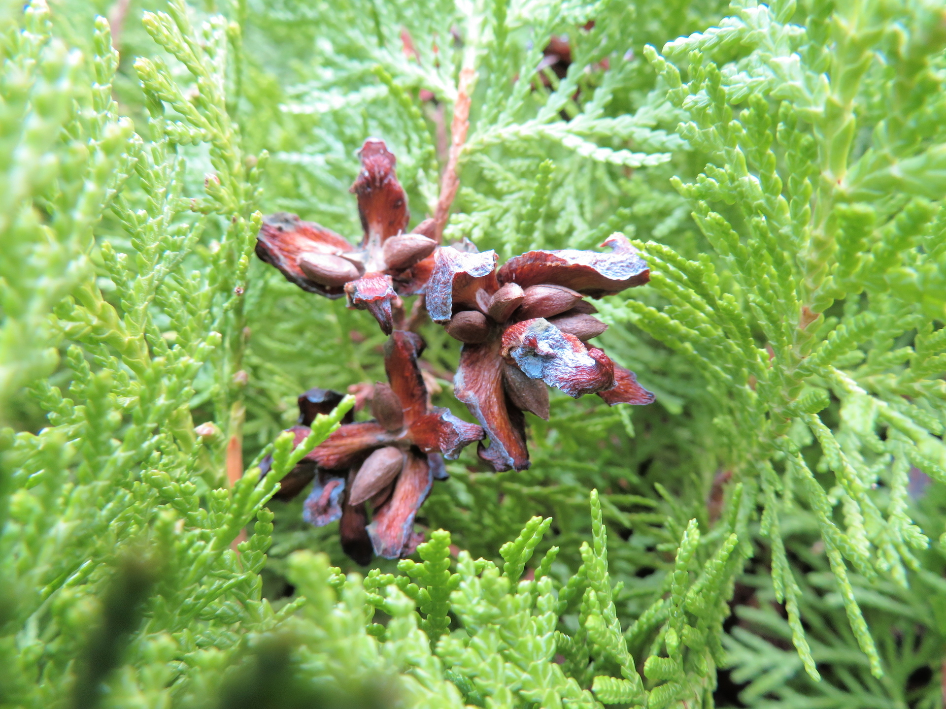 オオバヤシャブシ コノテガシワ 山野草 植物めぐり