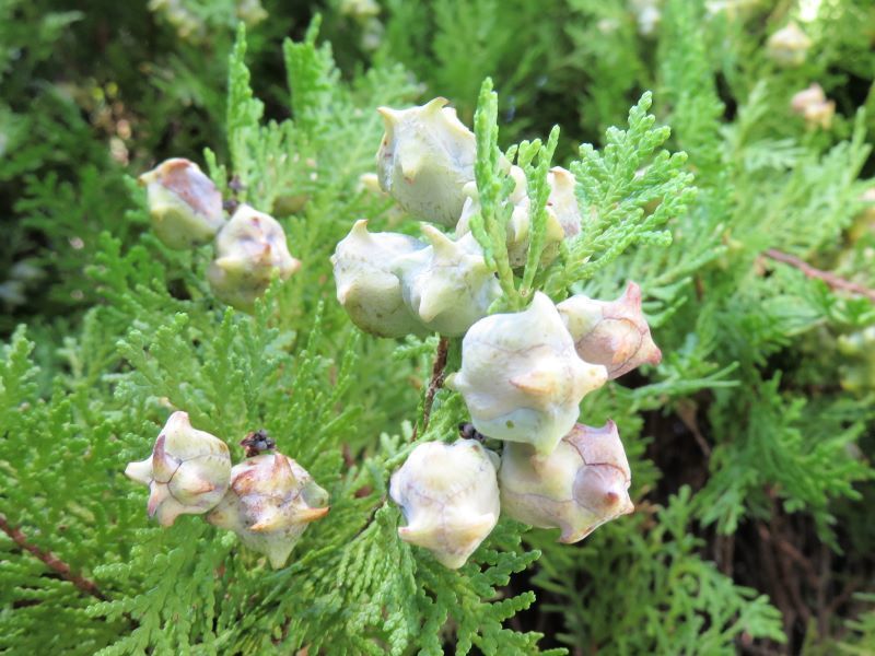 山野草 植物めぐり