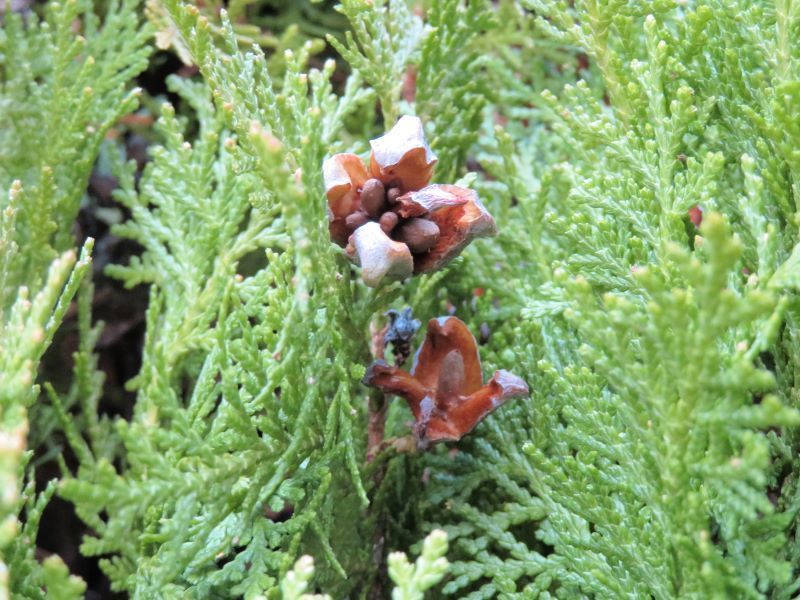 山野草 植物めぐり