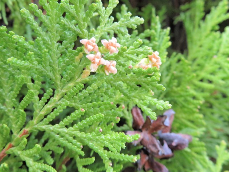 春の木の花 ユキヤナギ オオバヤシャブシ アセビ ヤマモモ ベニバナトキワマンサク コノテガシワ ヤマザクラ 山野草 植物めぐり