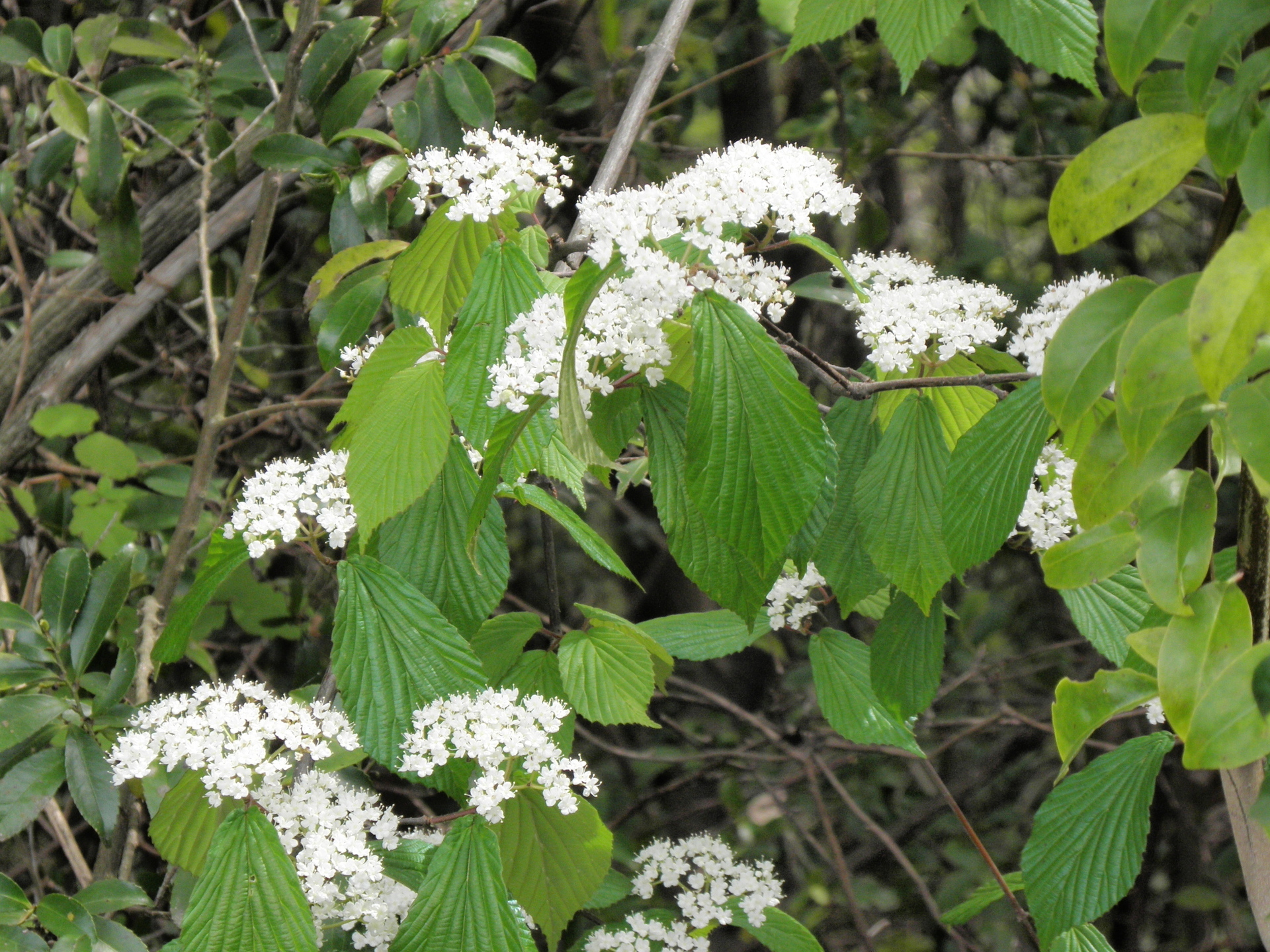 ４月の木の花 ミヤマガマズミ カマツカ ウワミズザクラ コクサギ ハナイカダ シロヤマブキ 山野草 植物めぐり