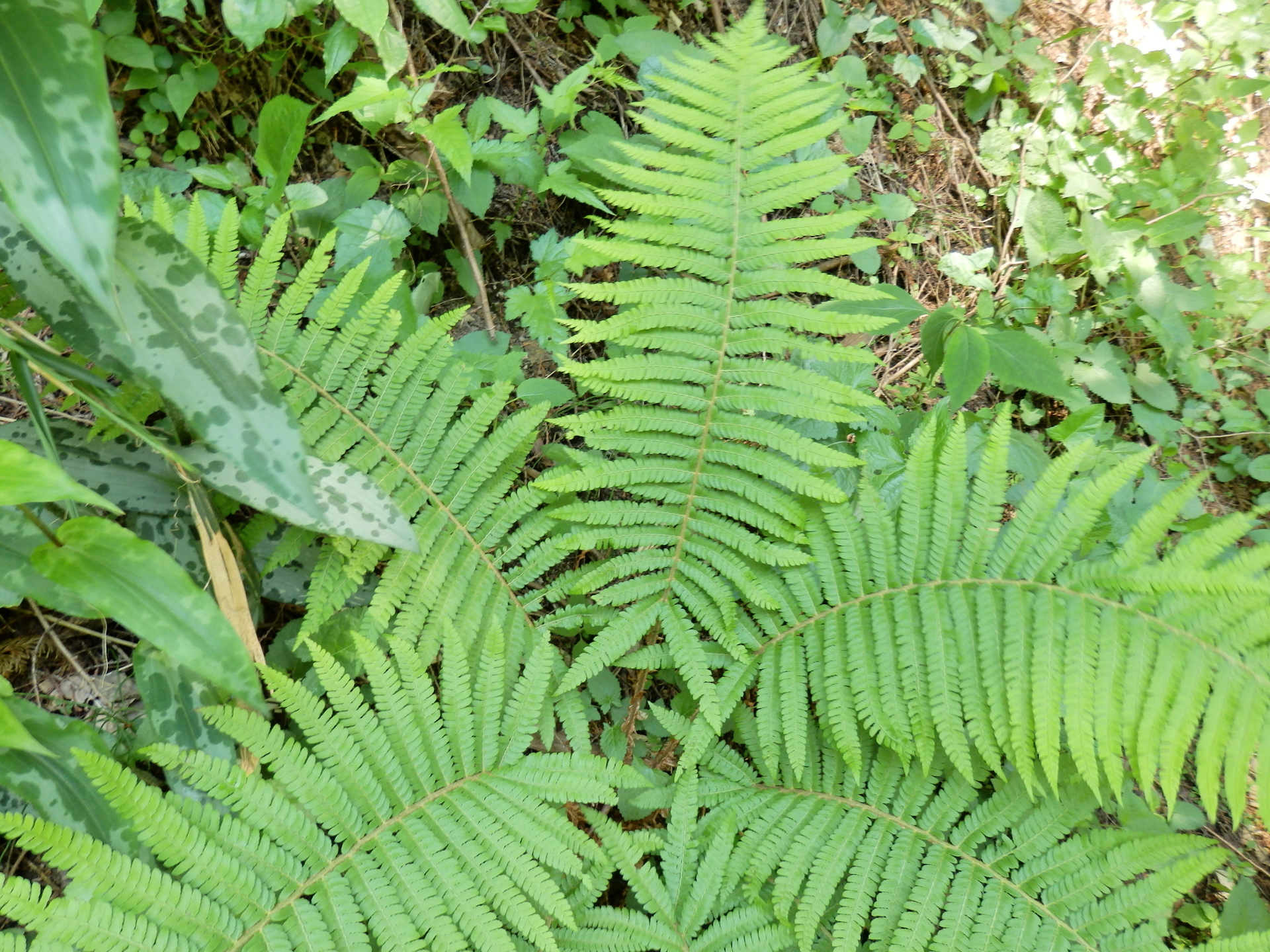 シダ植物・７種: 山野草、植物めぐり