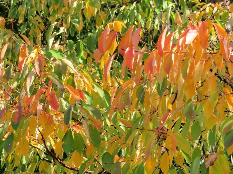 サクラモミジ 桜紅葉 セイヨウミザクラ 西洋実桜 の黄葉 山野草 植物めぐり