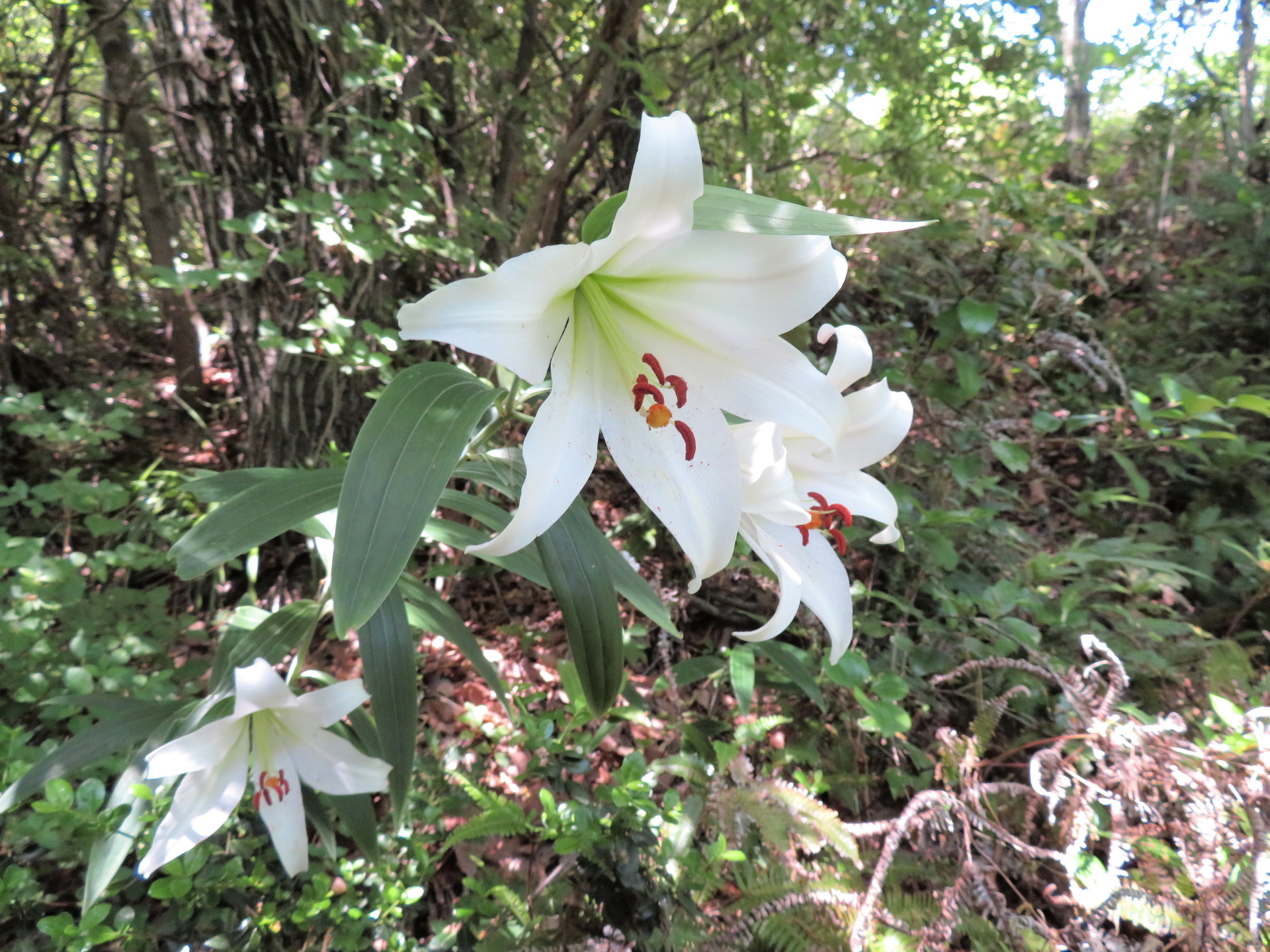 ササユリ 笹百合 山野草 植物めぐり