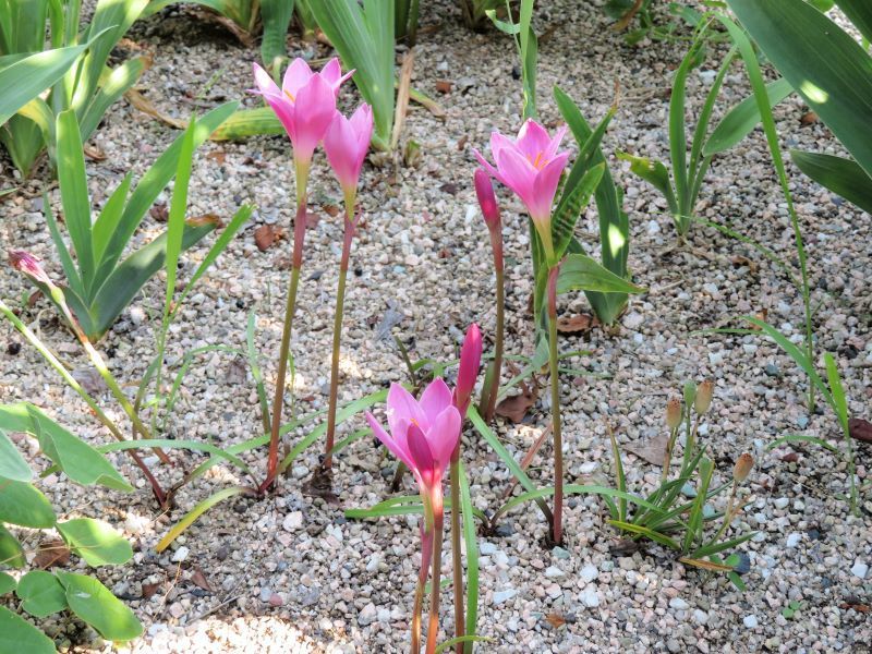 サフランモドキ アオガエル 山野草 植物めぐり