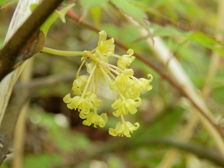 サルトリイバラ 猿捕り茨 山野草 植物めぐり