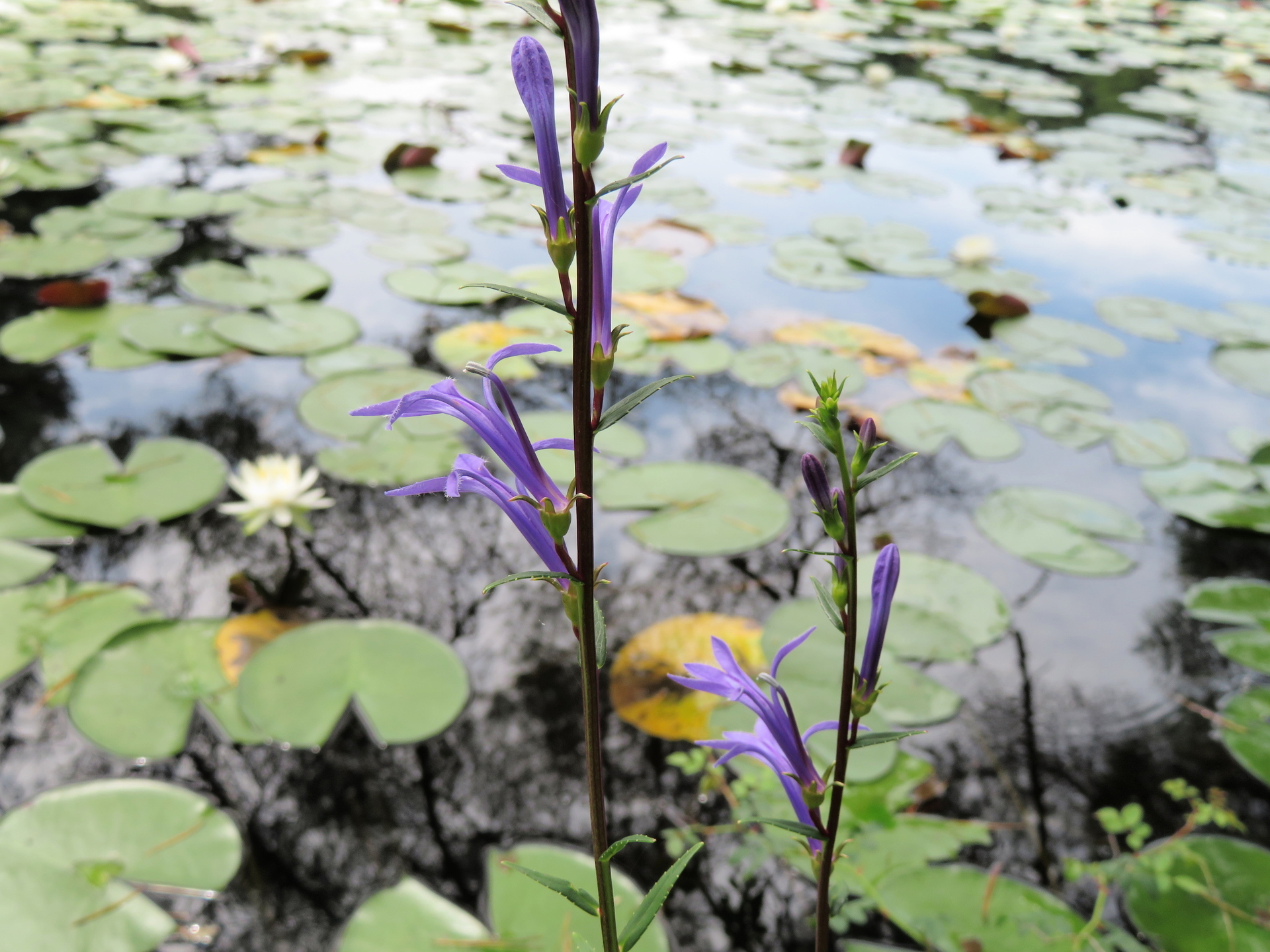 湿地 水辺の植物 サワギキョウ ミソハギ アブラガヤほか 山野草 植物めぐり