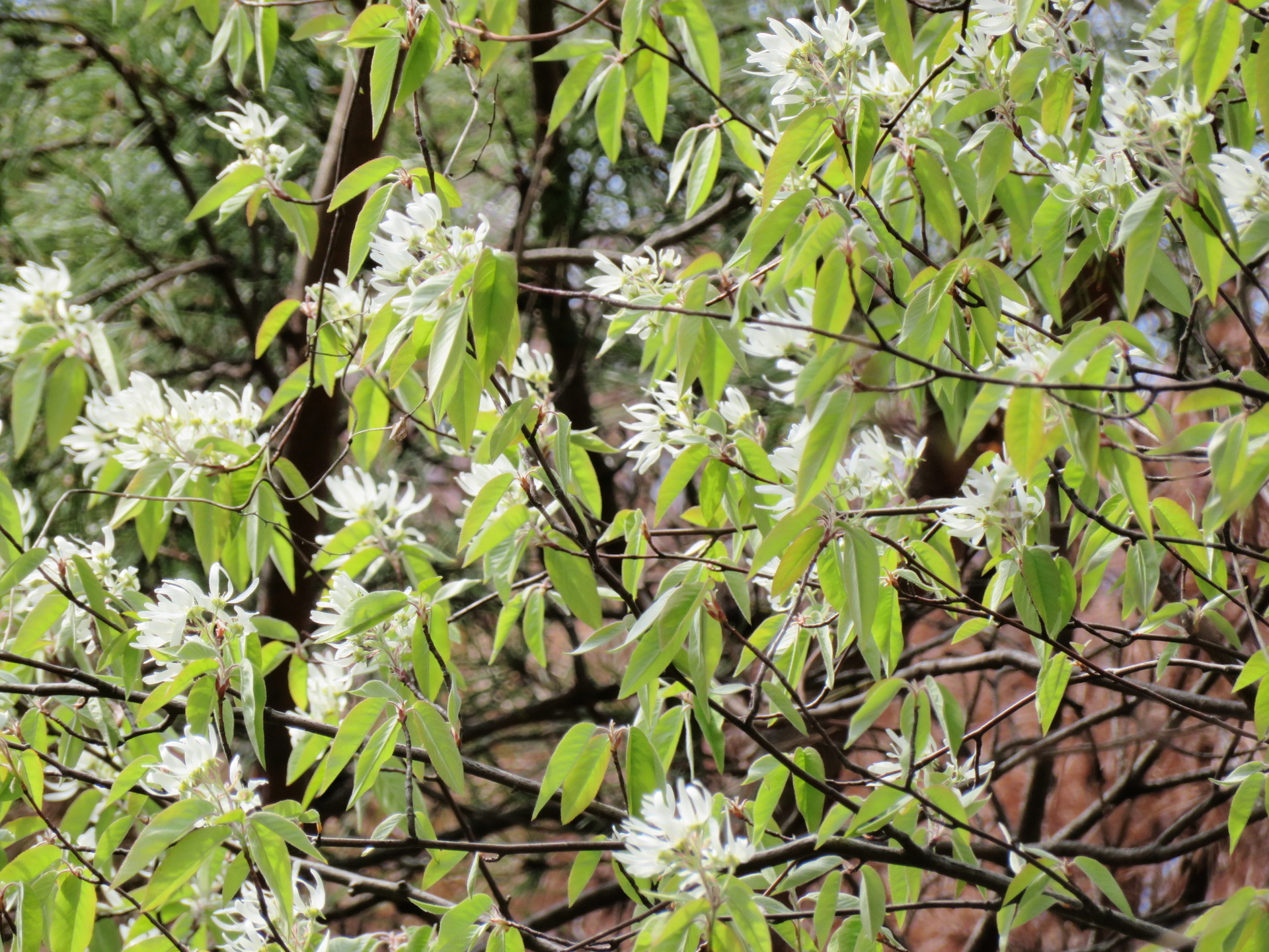 春の木の花 ザイフリボク コバノミツバツツジ クロモジ タムシバ ヒメヤシャブシ 山野草 植物めぐり
