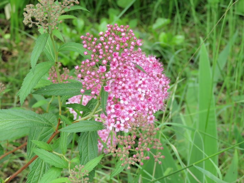 木の花 シモツケ ビヨウヤナギ クロガネモチ スイカズラ 山野草 植物めぐり