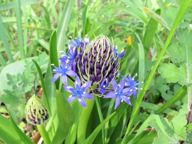 花２題 シラー ペルビアナ オオアマナ 山野草 植物めぐり