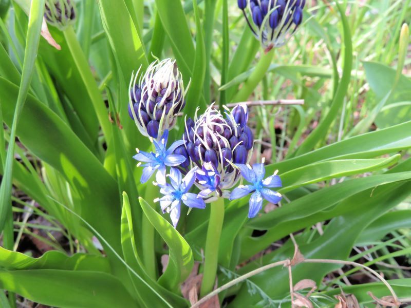 花２題 シラー ペルビアナ オオアマナ 山野草 植物めぐり