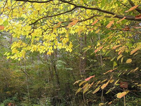 シロモジ（白文字）: 山野草、植物めぐり