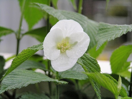 シロヤマブキ 白山吹 山野草 植物めぐり