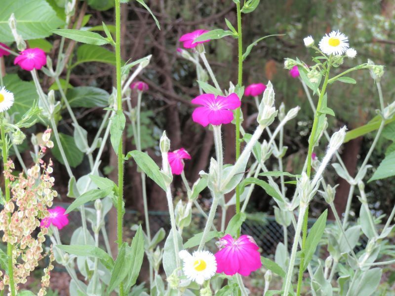 通りがかりに見たいろいろな花 山野草 植物めぐり