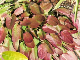 山野草 植物 山野草 植物めぐり