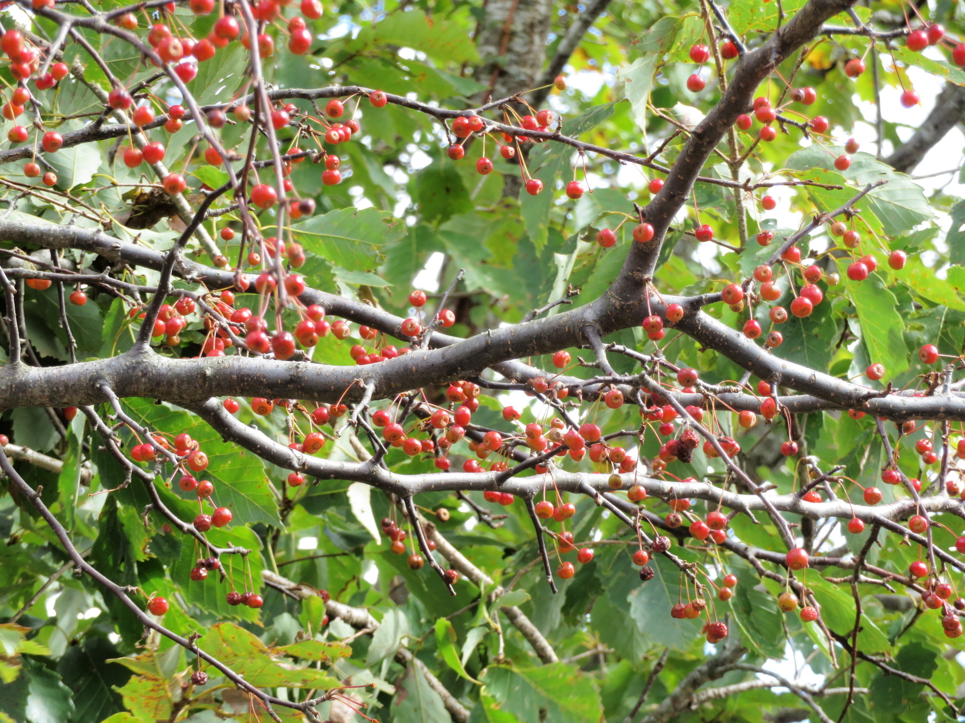 秋の赤い実 ズミ ウメモドキ アキグミ ミヤマシキミ アクシバ 山野草 植物めぐり