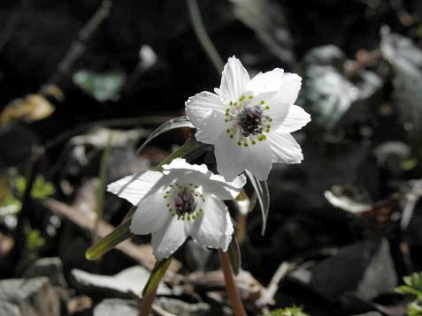 セツブンソウ（節分草）の変わり種: 山野草、植物めぐり
