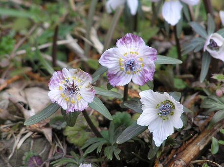 セツブンソウ（節分草）の変わり種: 山野草、植物めぐり