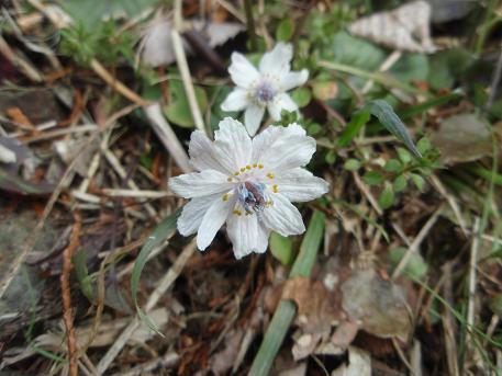 セツブンソウ（節分草）の変わり種: 山野草、植物めぐり