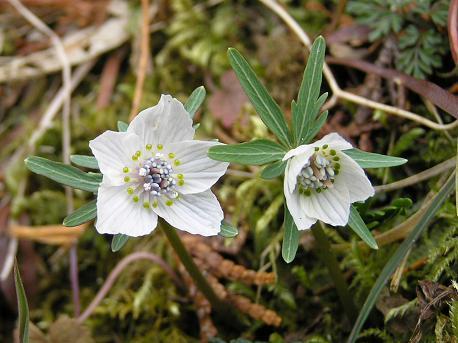 セツブンソウ 節分草 の変わり種 山野草 植物めぐり