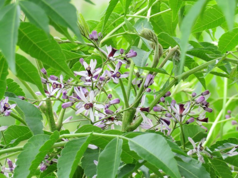 センダン 栴檀 カキ 柿 の花 山野草 植物めぐり