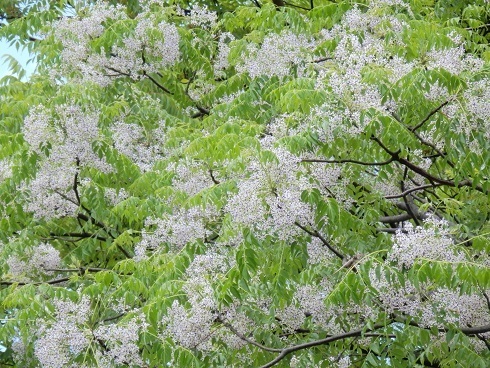 センダン ツリバナ ハゼノキ ネジキなど樹木のの花 山野草 植物めぐり