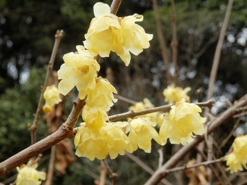 ロウバイ 蝋梅 と実 山野草 植物めぐり