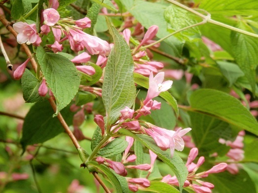 いろいろなウツギ 空木 山野草 植物めぐり