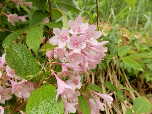 いろいろなウツギ 空木 山野草 植物めぐり