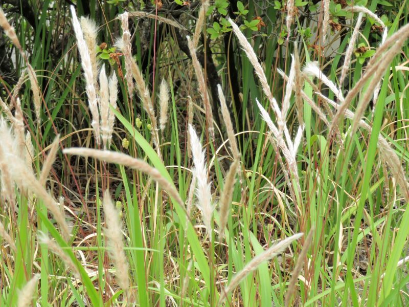 チガヤ 茅 ーその１ 山野草 植物めぐり