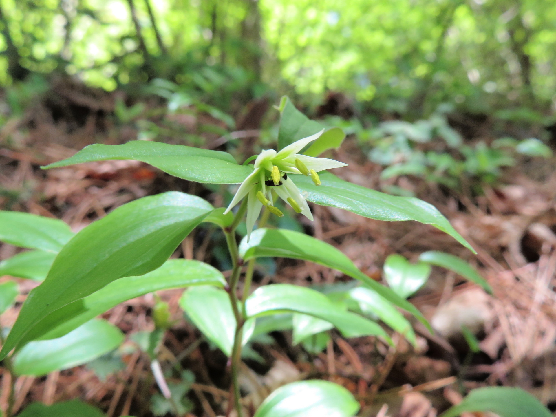 チゴユリ 今年最後のスミレ 山野草 植物めぐり