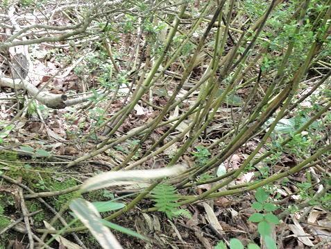 いろいろなササ 笹 山野草 植物めぐり