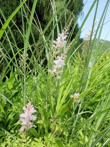 チダケサシ アカショウマ ヤマブキショウマ 山野草 植物めぐり