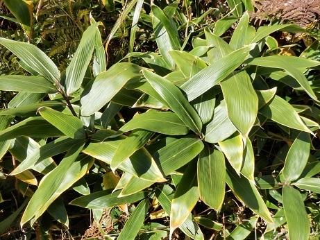 いろいろなササ 笹 山野草 植物めぐり