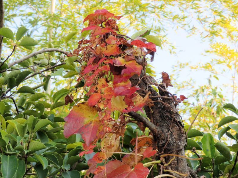 近辺の紅葉ーその１ ツタ 蔦 山野草 植物めぐり