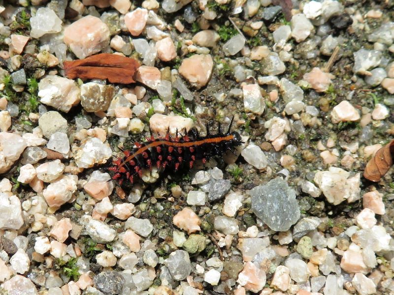 ツマグロヒョウモンの幼虫 クロアゲハ モンシロチョウ キジバト 山野草 植物めぐり