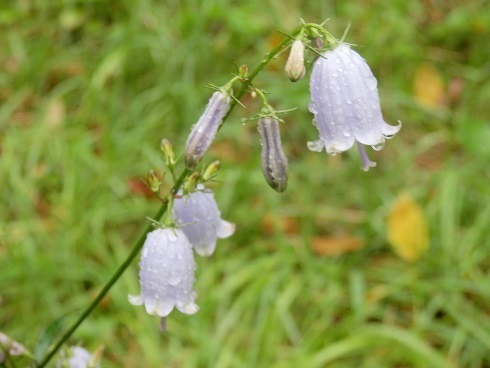 ツリガネニンジン サイヨウシャジン トチバニンジン 山野草 植物めぐり