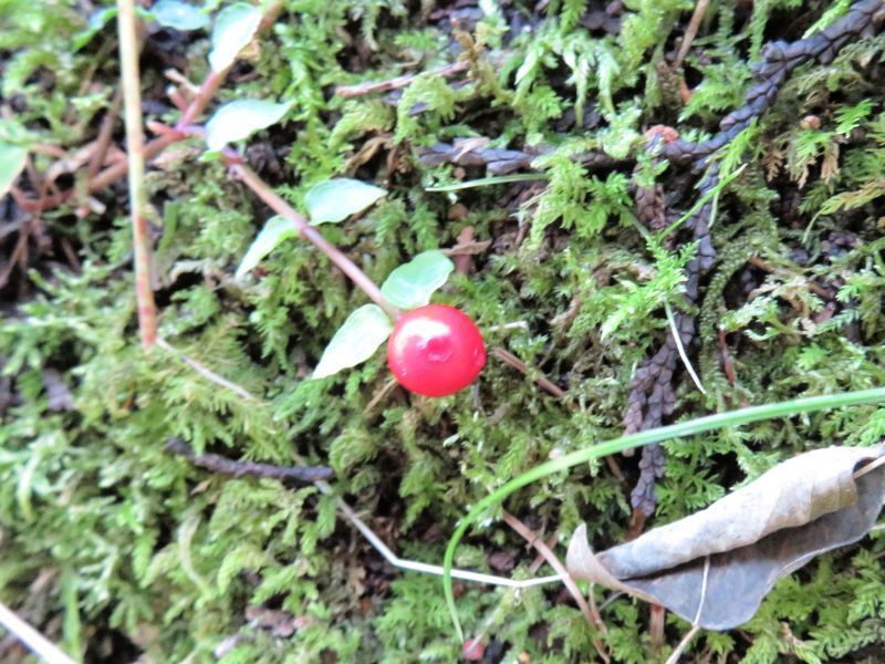 ツルアリドオシ（蔓蟻通） 山野草、植物めぐり